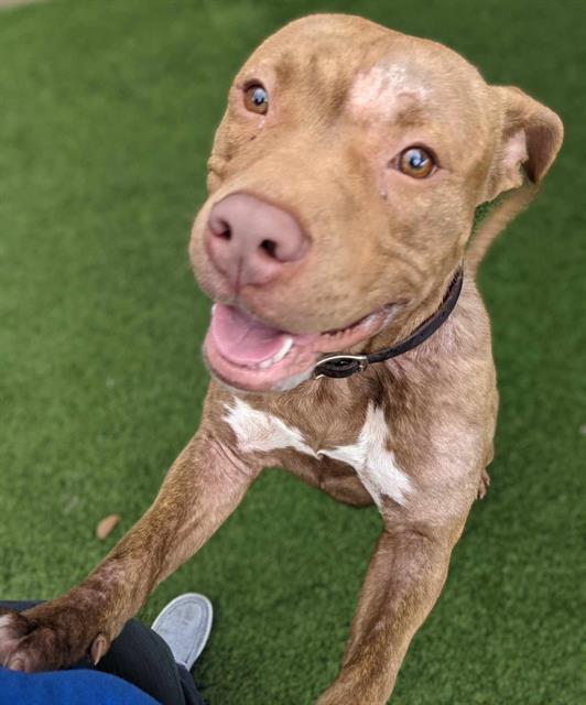 Enlarge TONY, a Adoptable Pit Bull Terrier in Dallas, TX image 2/2