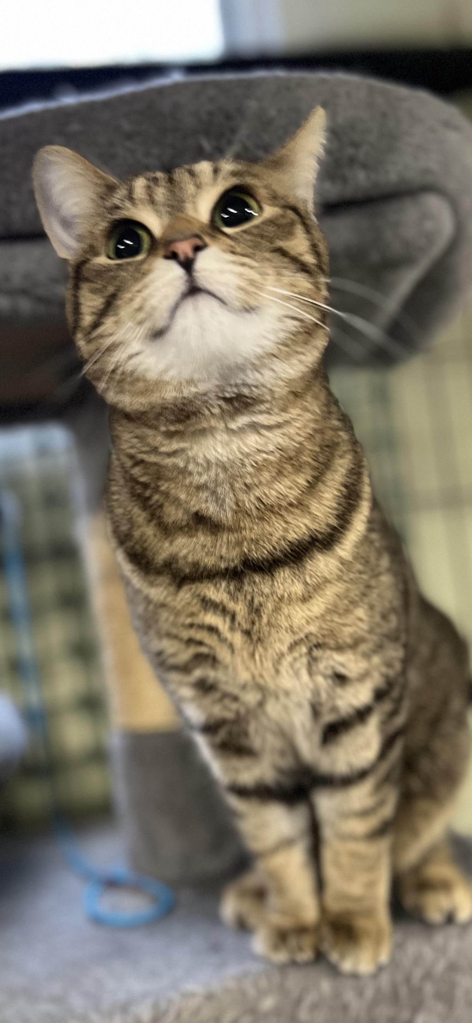 Enlarge Bella, a ADOPTABLE Domestic Short Hair in Holland, MI image 2/4