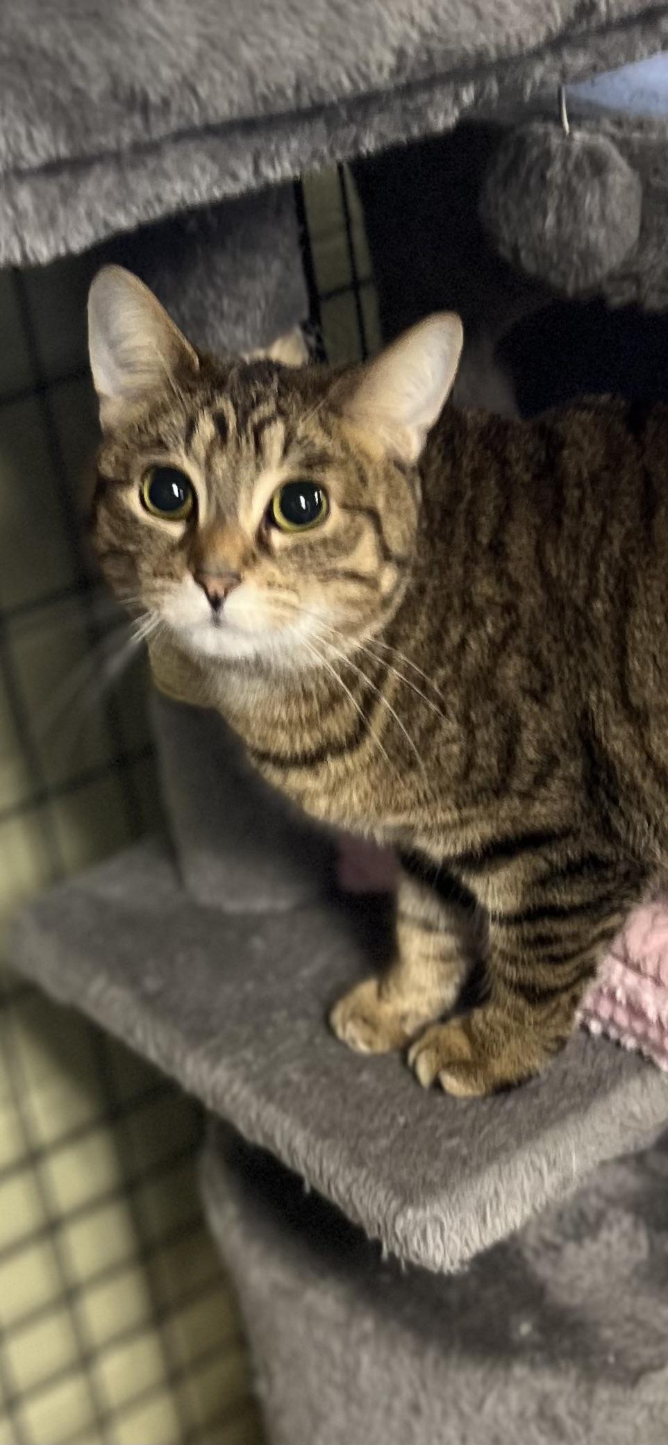 Enlarge Bella, a ADOPTABLE Domestic Short Hair in Holland, MI image 3/4