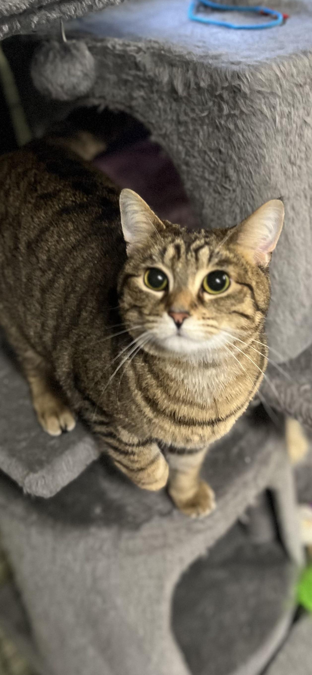 Enlarge Bella, a ADOPTABLE Domestic Short Hair in Holland, MI image 4/4