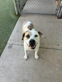 Enlarge Ridge, a Adoptable mixed breed in Gainesville, FL image 1/2