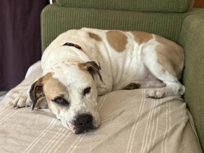 Ridge, Adoptable, Adult Male American Bulldog & Mixed Breed.