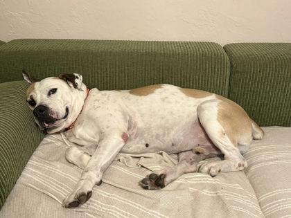 Ridge, a Adoptable mixed breed in Gainesville, FL image 2/3