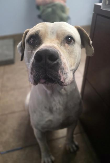 Enlarge Ridge, a Adoptable mixed breed in Gainesville, FL image 2/2