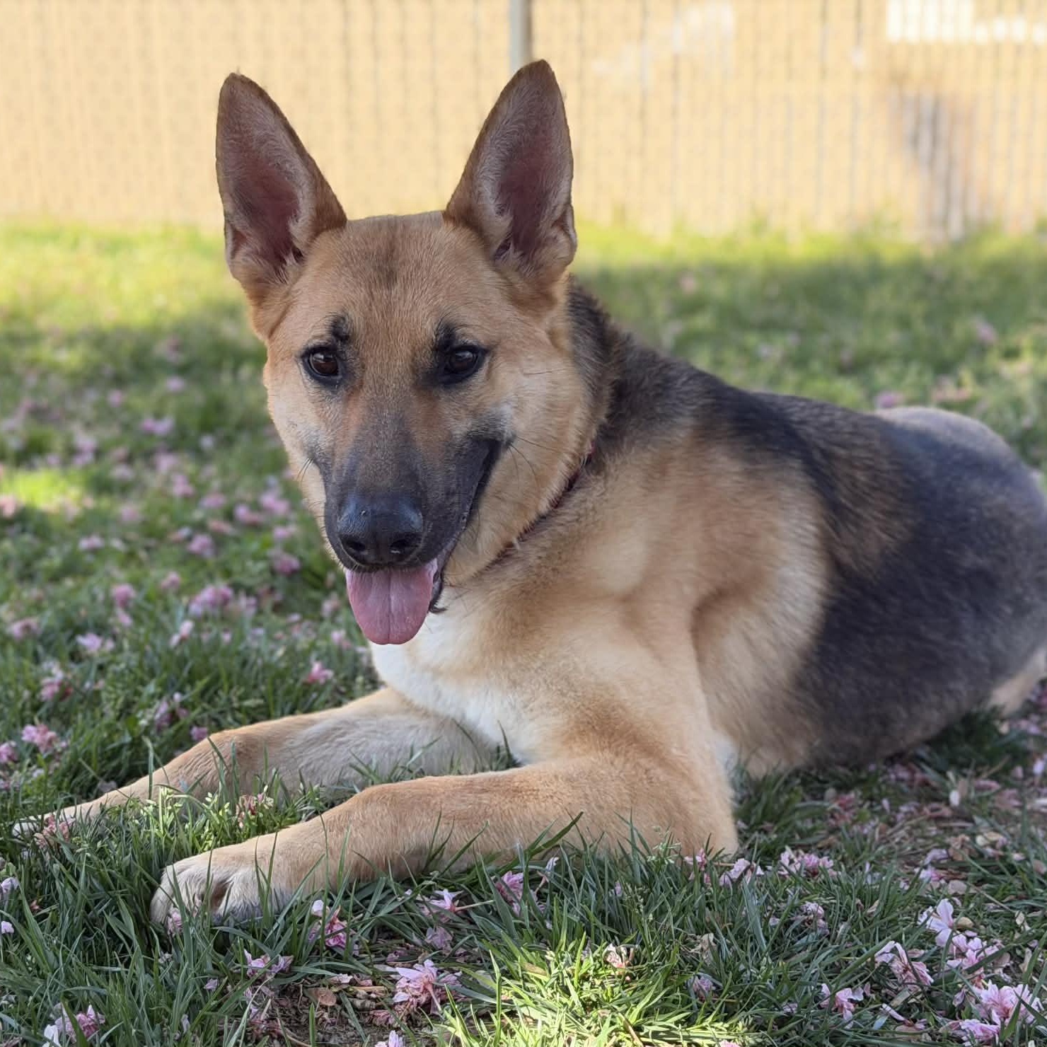 26-00483 CLIMBER, Adoptable, Adult Male German Shepherd Dog.