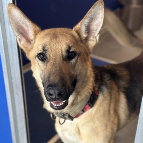 25-01036 CLIMBER, Adoptable, Adult Male German Shepherd Dog.