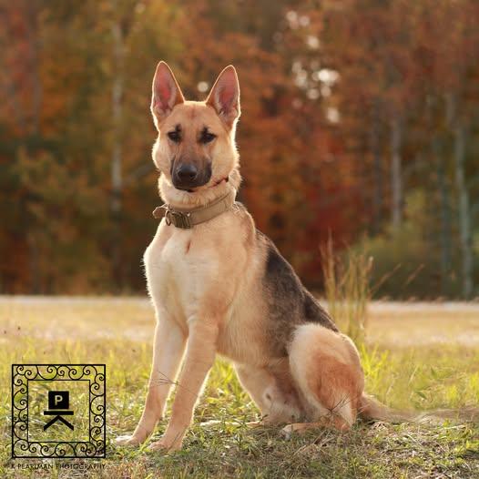 Enlarge 25-01036 CLIMBER, a Adoptable German Shepherd Dog in Fredericksburg, VA image 1/1