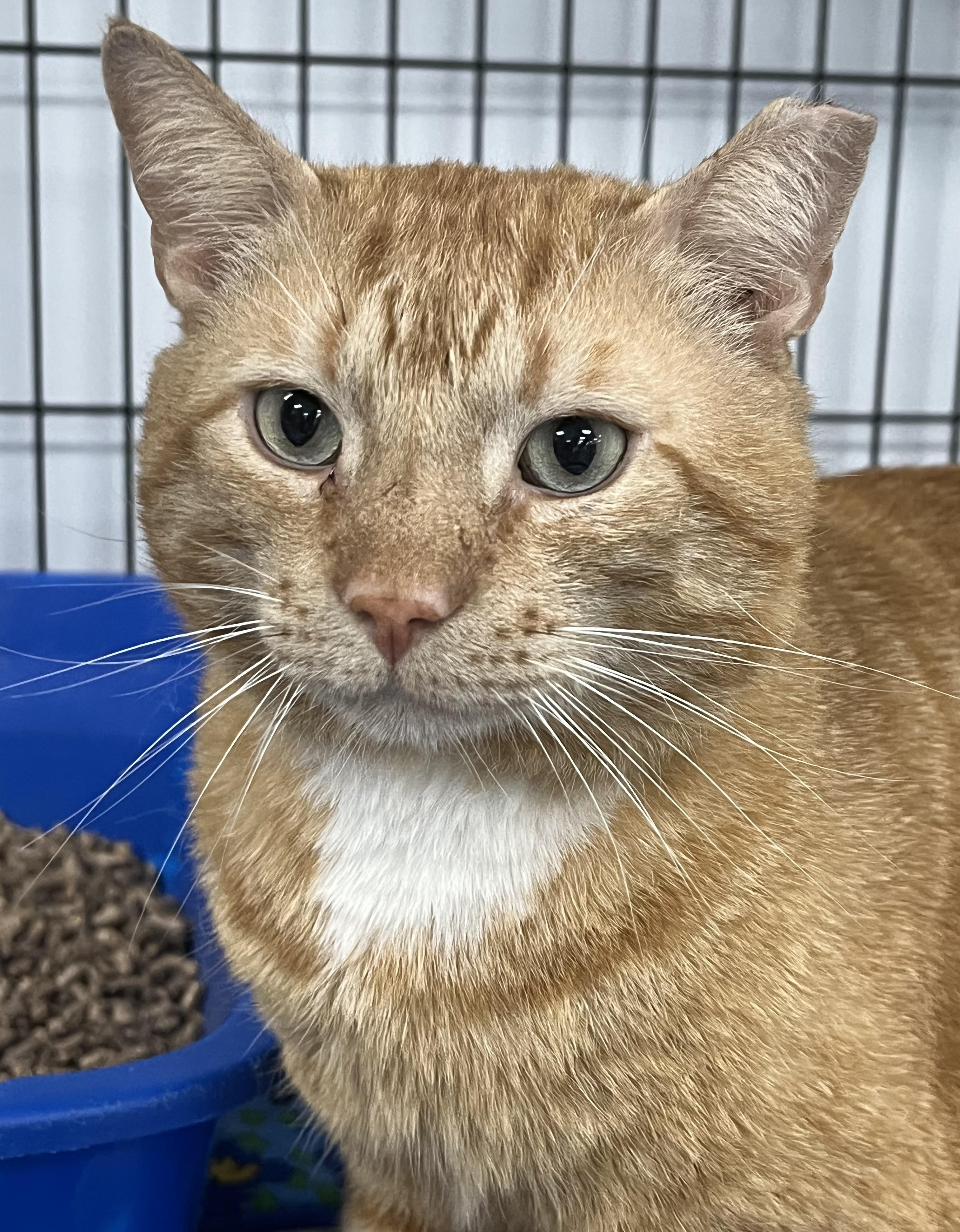 JD, a ADOPTABLE Domestic Short Hair in Johnston, RI image 3/6