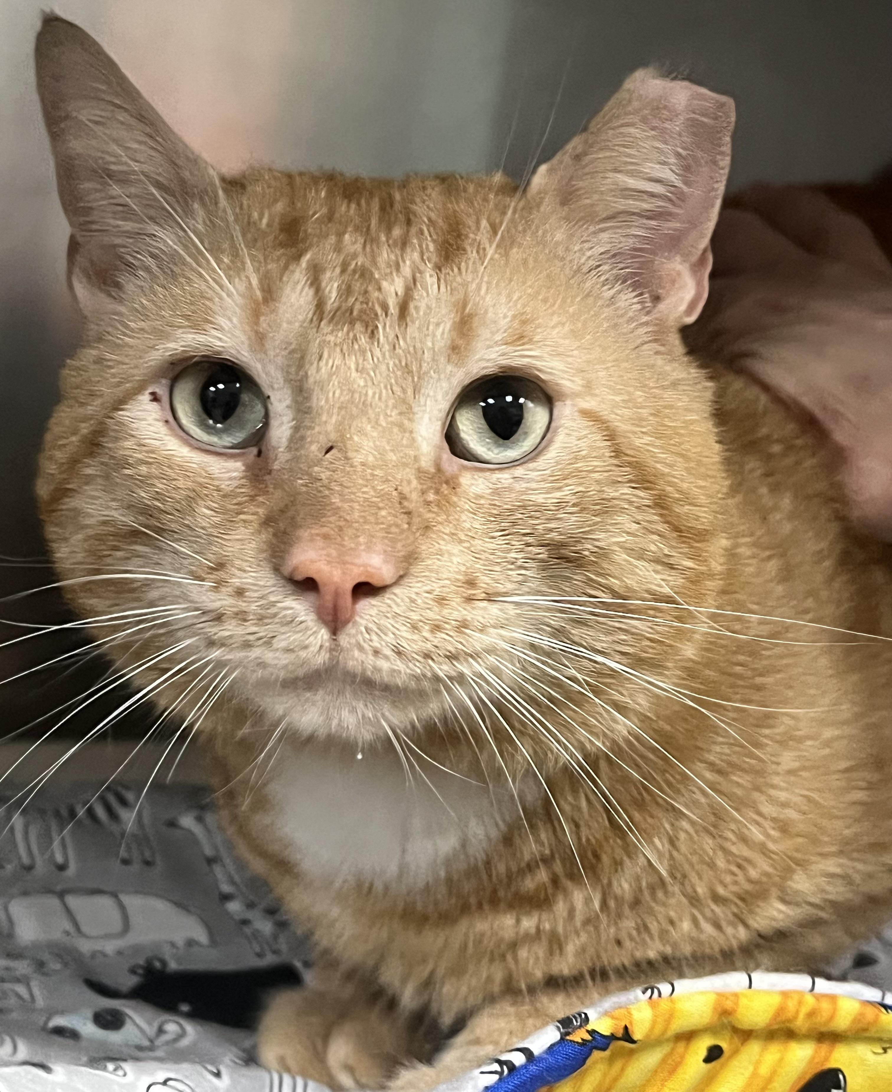 JD, a ADOPTABLE Domestic Short Hair in Johnston, RI image 4/6
