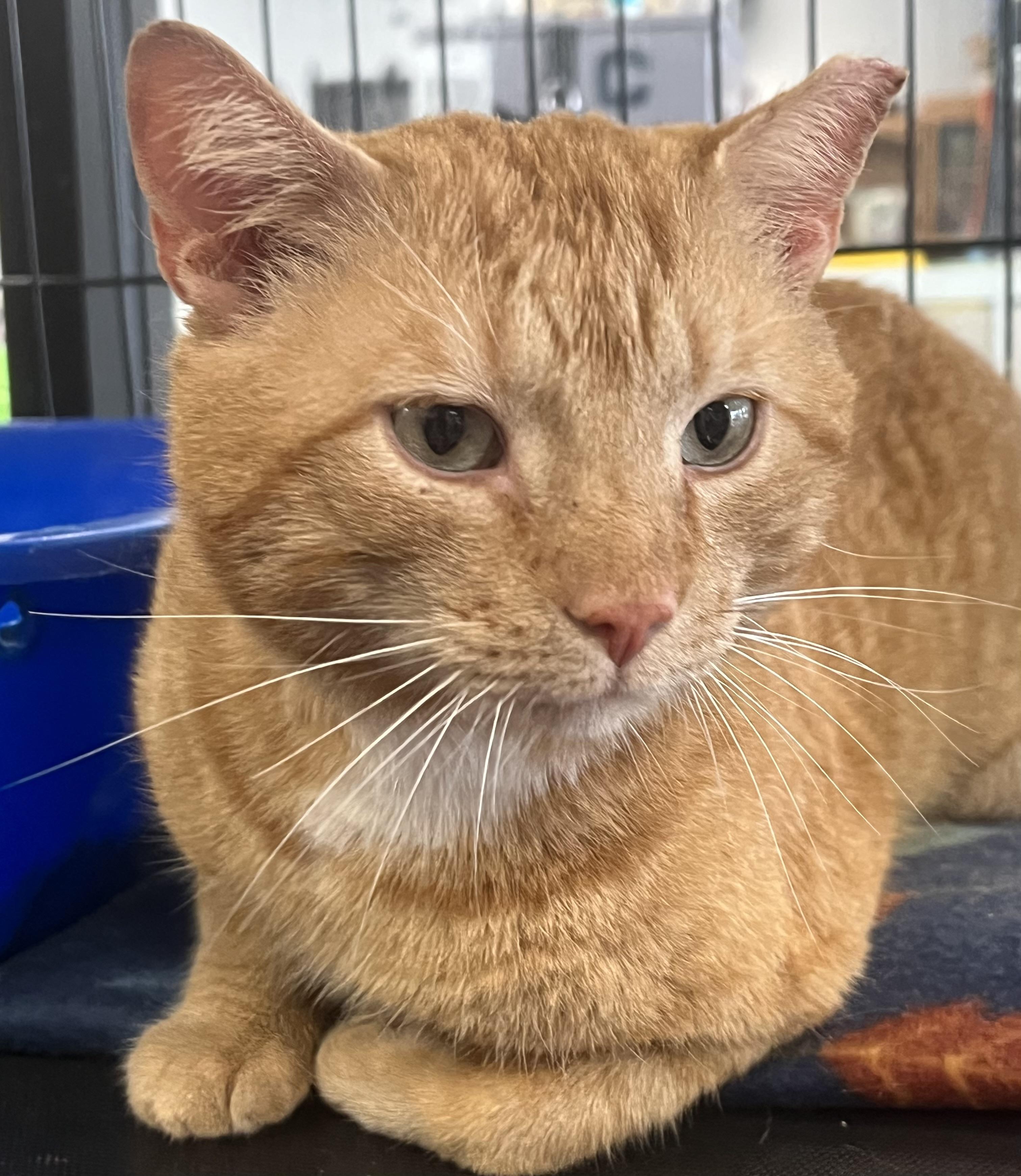 JD, a ADOPTABLE Domestic Short Hair in Johnston, RI image 5/6