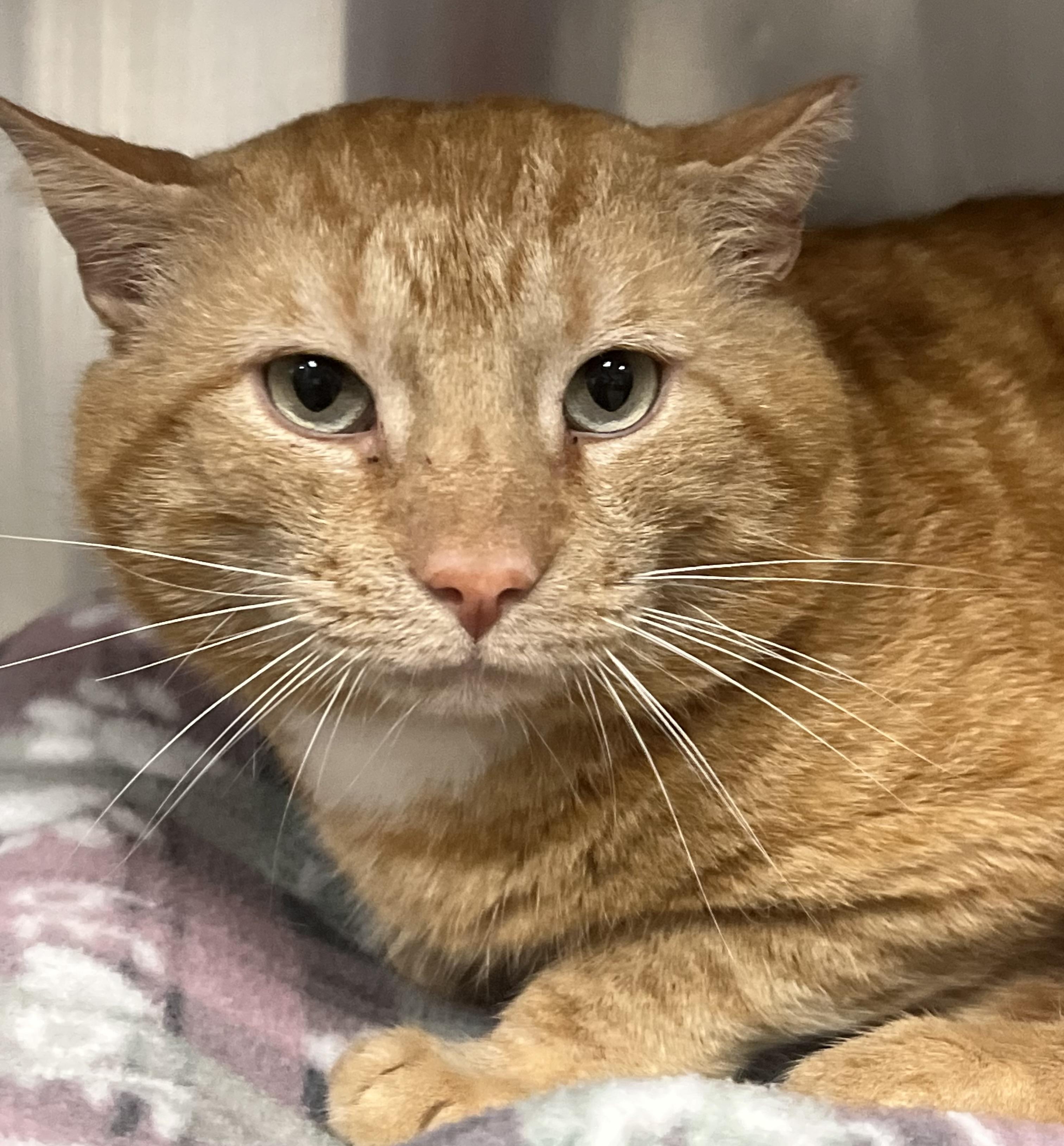 JD, a ADOPTABLE Domestic Short Hair in Johnston, RI image 6/6
