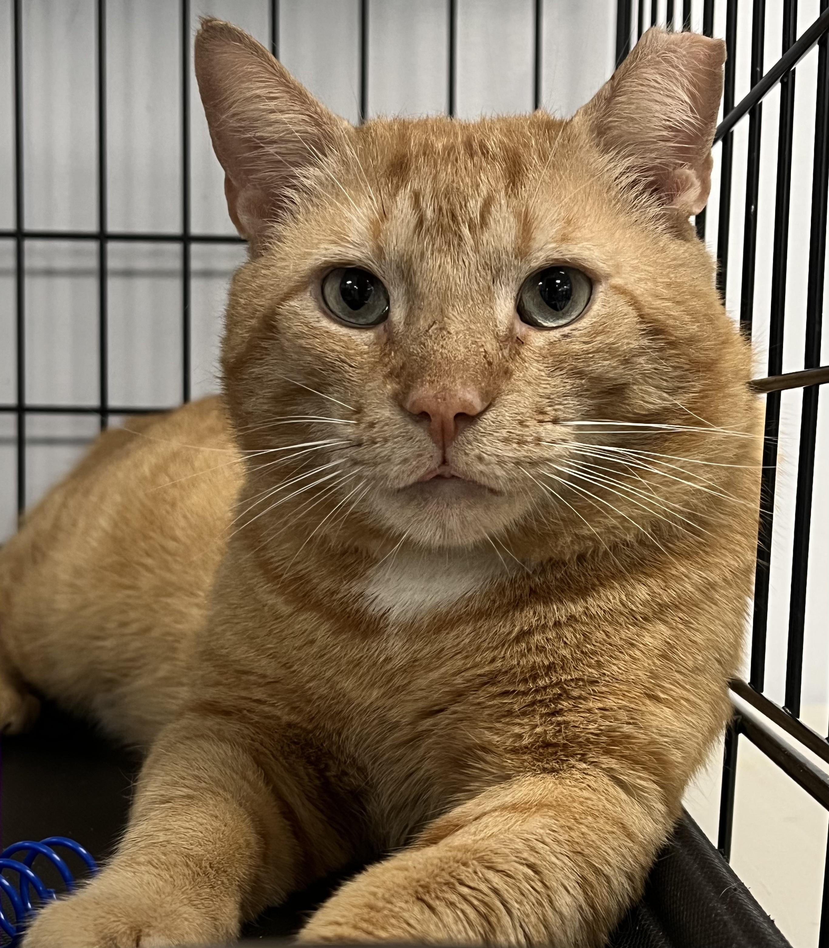 JD, ADOPTABLE, Adult Male Domestic Short Hair.
