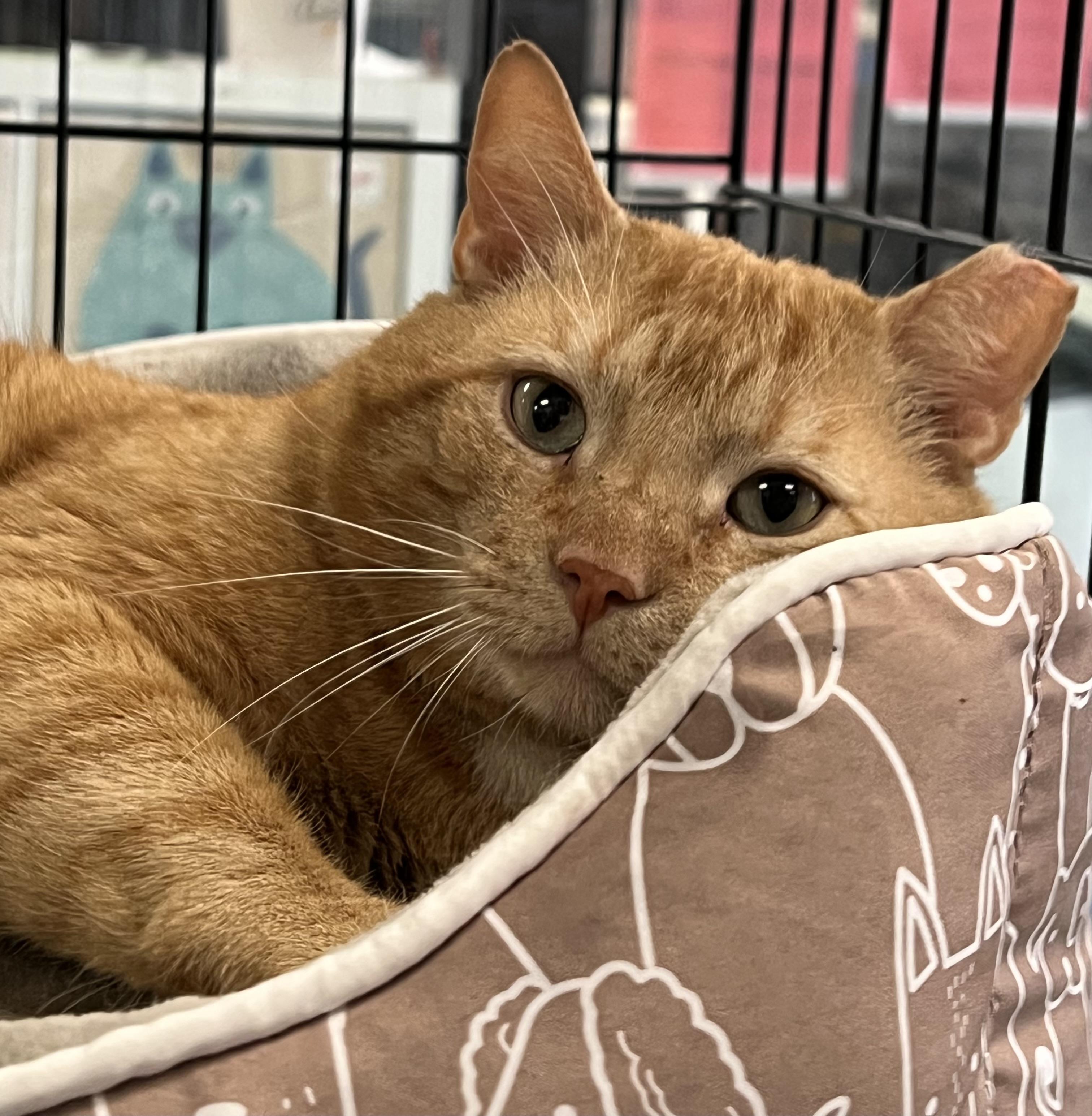 JD, a ADOPTABLE Domestic Short Hair in Johnston, RI image 2/6