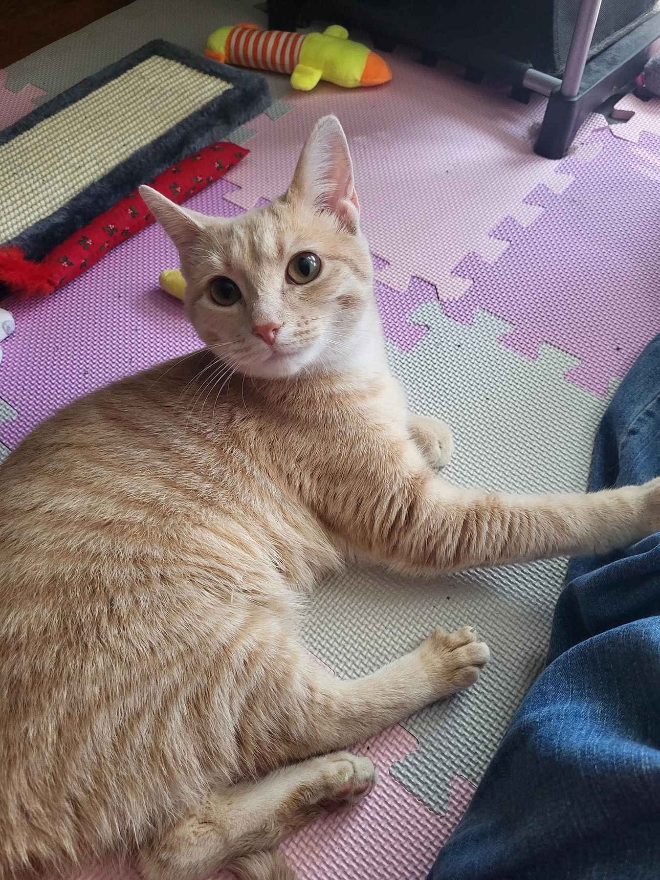 Foxie, Adoptable, Young Female Domestic Short Hair.