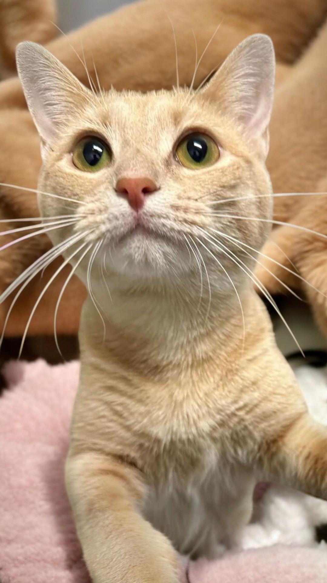 Foxie, Adoptable, Young Female Domestic Short Hair.
