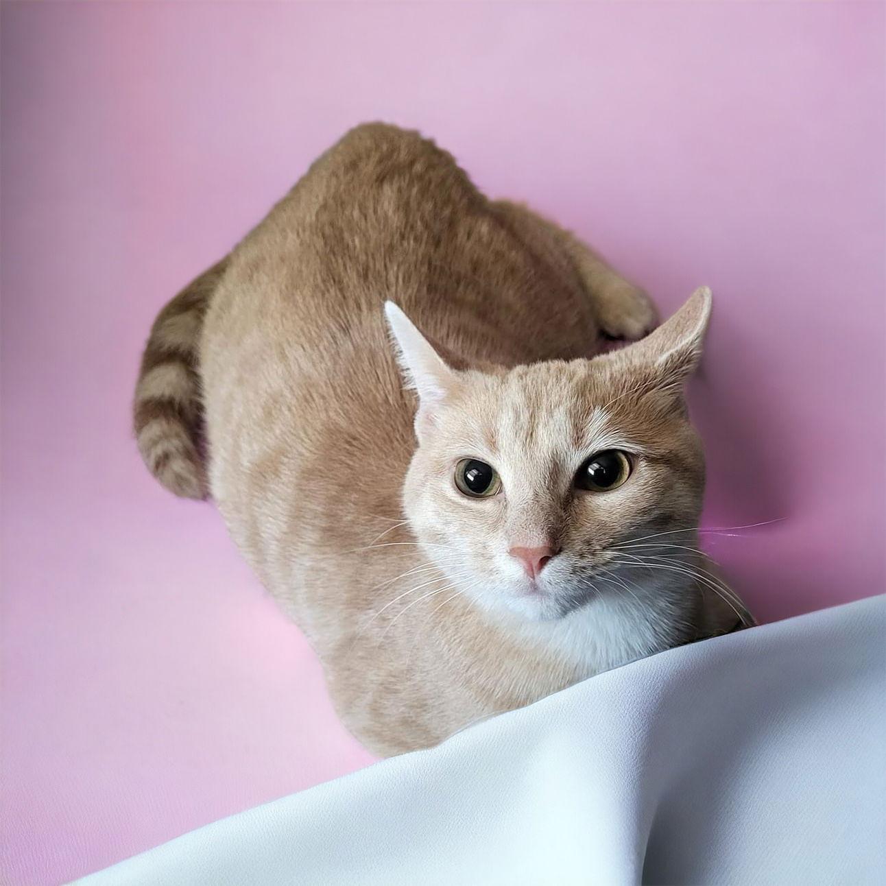 Foxie, a Adoptable Domestic Short Hair in Champaign, IL image 3/3