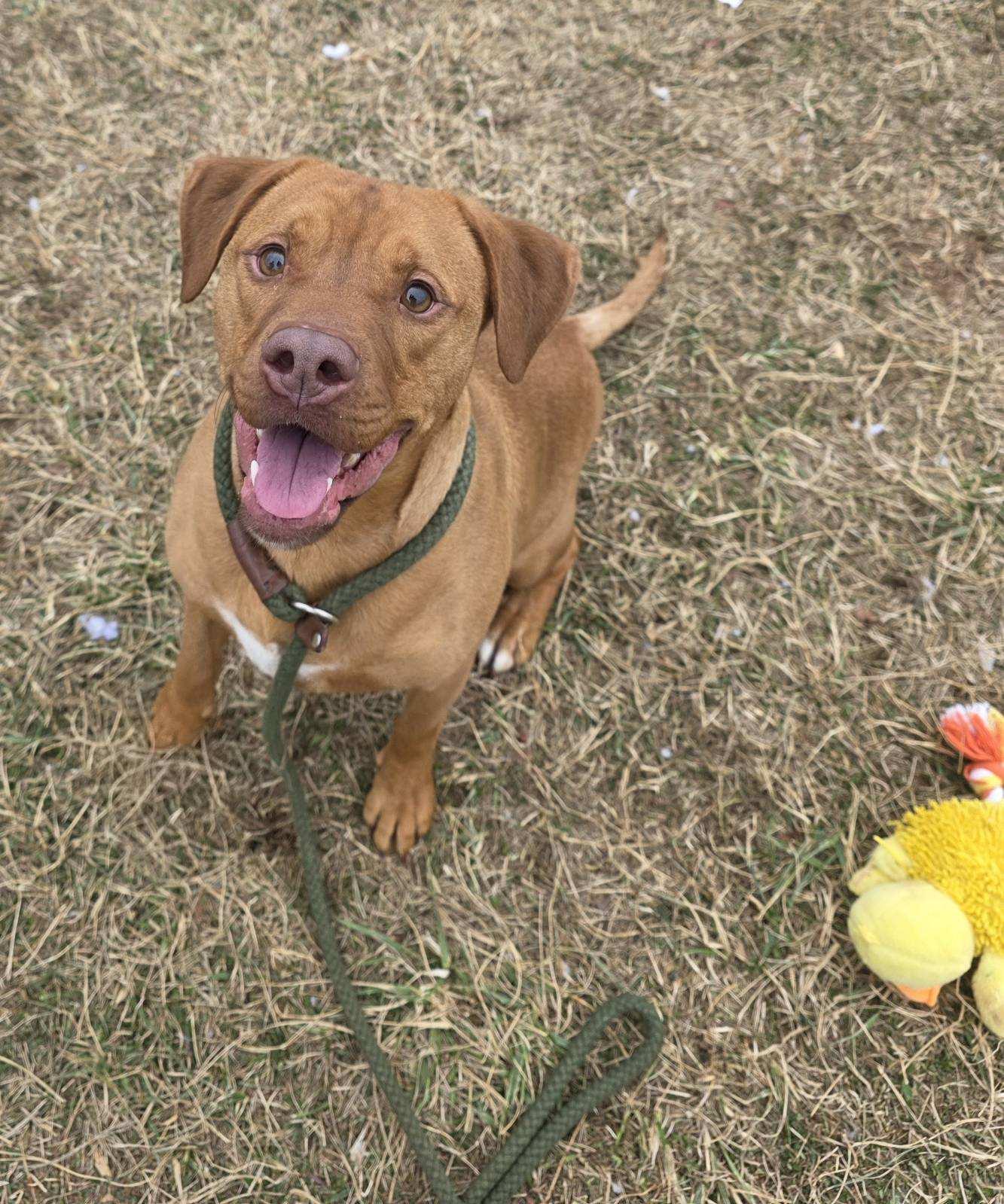 Renji, ADOPTABLE, Adult Male Rhodesian Ridgeback & Labrador Retriever.