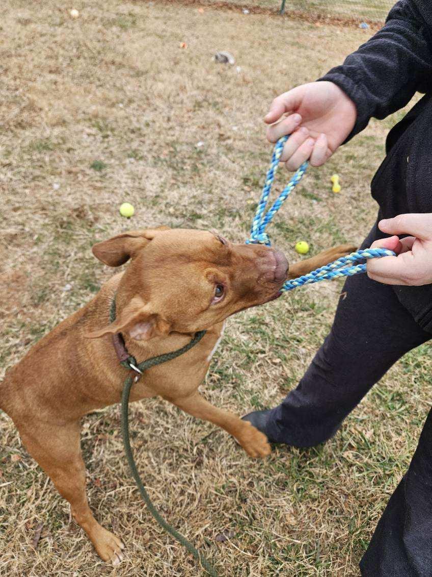Enlarge Renji, a ADOPTABLE mixed breed in Culpeper, VA image 4/4