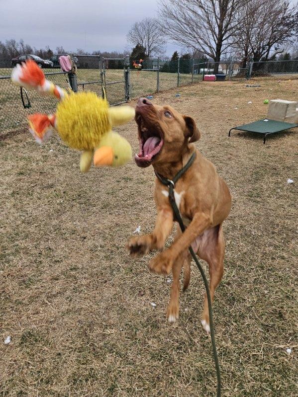 Enlarge Renji, a ADOPTABLE mixed breed in Culpeper, VA image 3/4