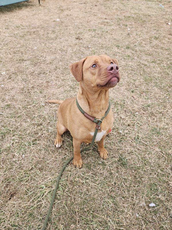 Enlarge Renji, a ADOPTABLE mixed breed in Culpeper, VA image 2/4