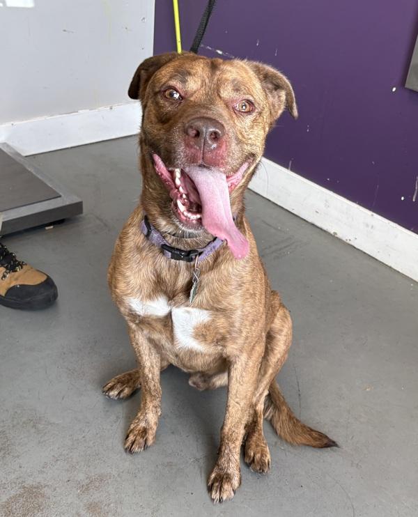 Jasper, Adoptable, Adult Male Labrador Retriever & Pit Bull Terrier.