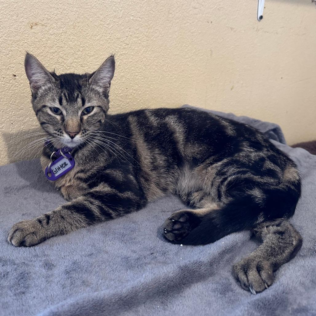 Glitter*, a Adoptable Domestic Short Hair in Eureka Springs, AR image 1/2