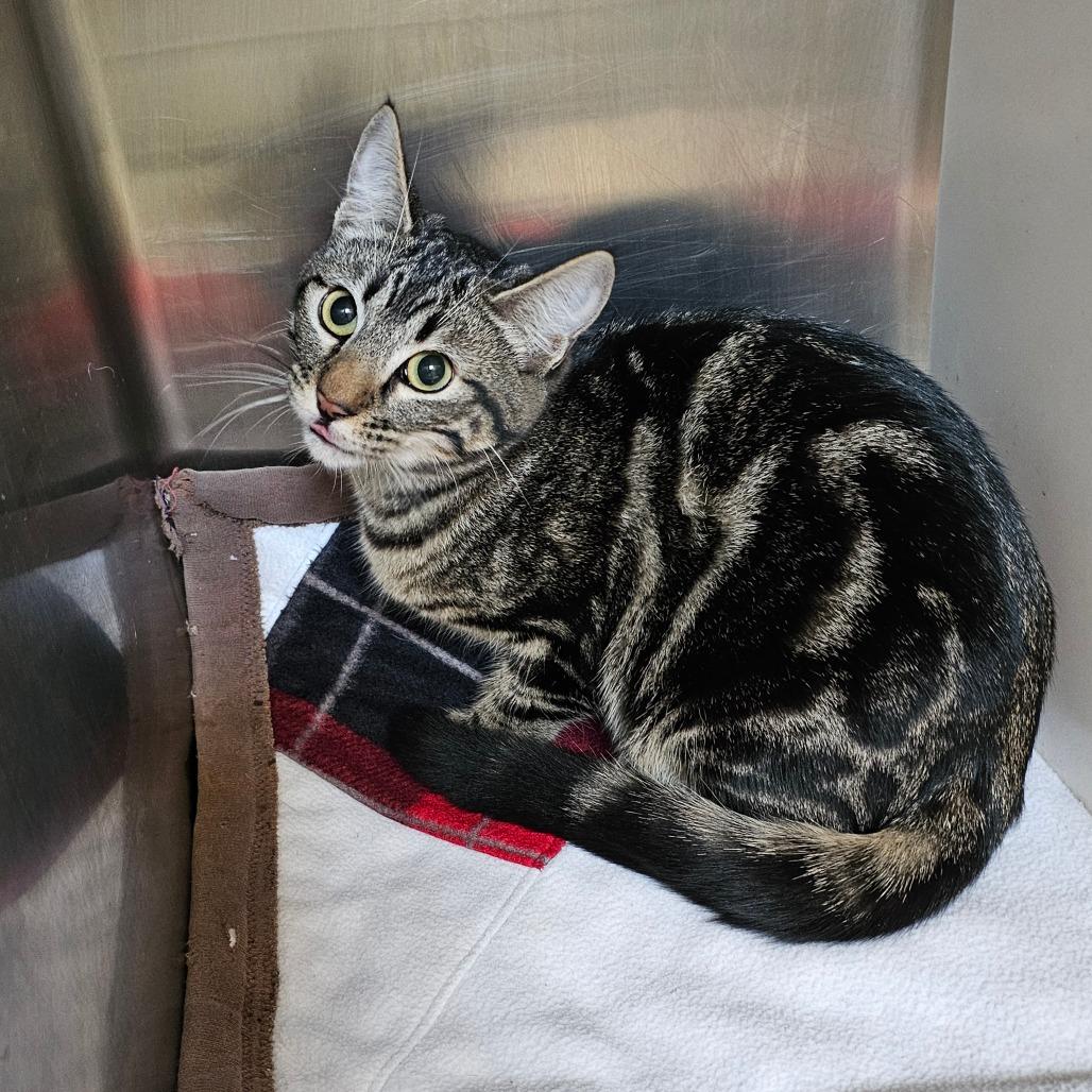 Glitter*, a Adoptable Domestic Short Hair in Eureka Springs, AR image 2/2