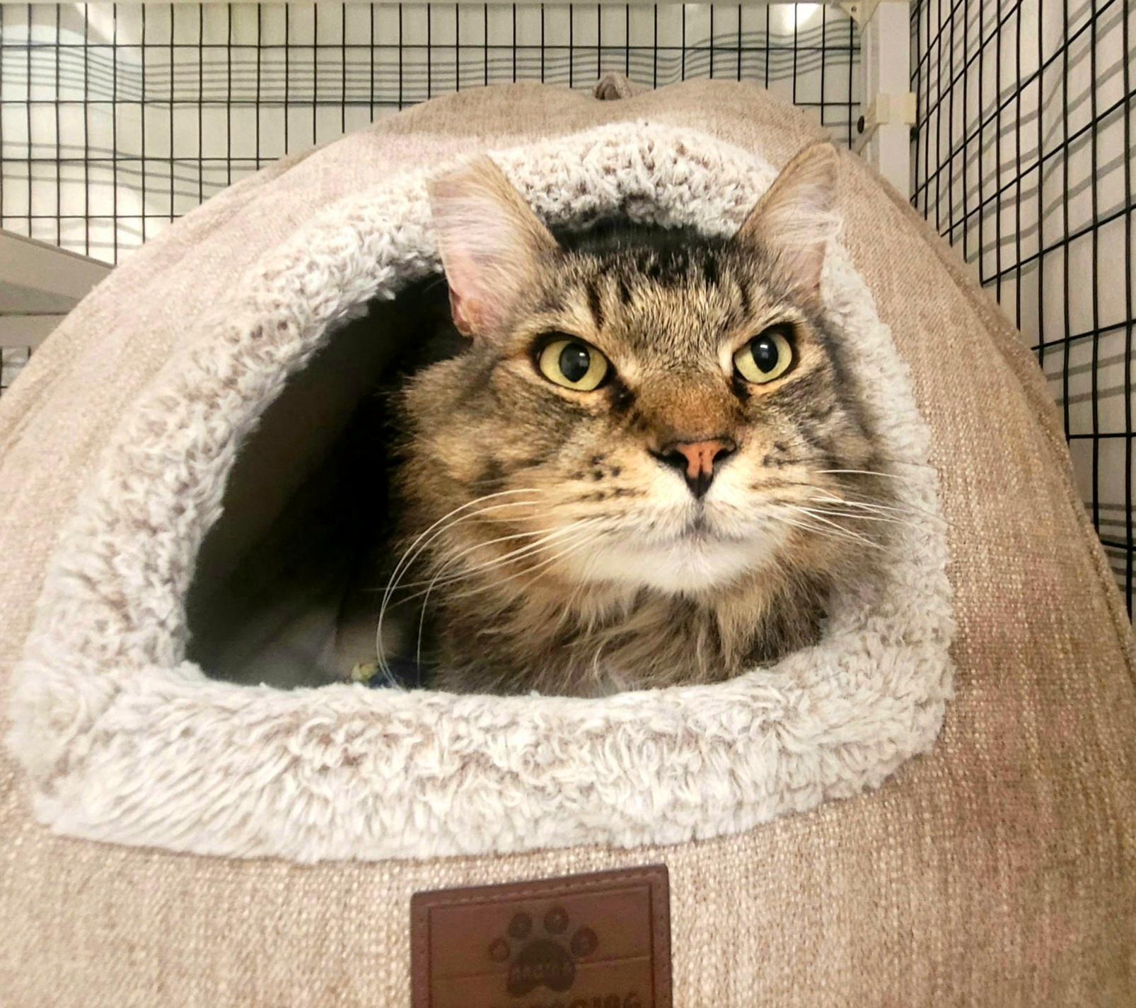 Enlarge Maurice - FIV, an adopted Domestic Medium Hair in Kirkland, WA image 1/1
