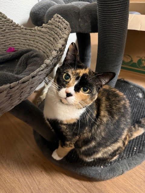 Astrid, a Adoptable Domestic Short Hair in Battle Ground, WA image 1/3