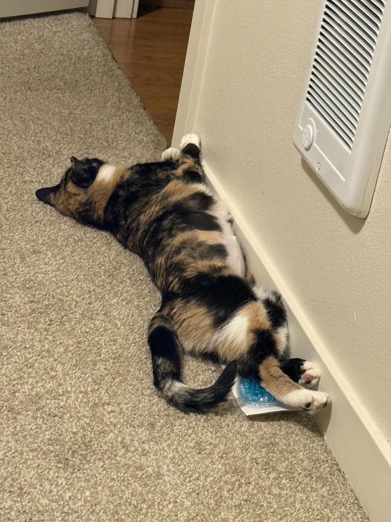 Astrid, a Adoptable Domestic Short Hair in Battle Ground, WA image 2/3