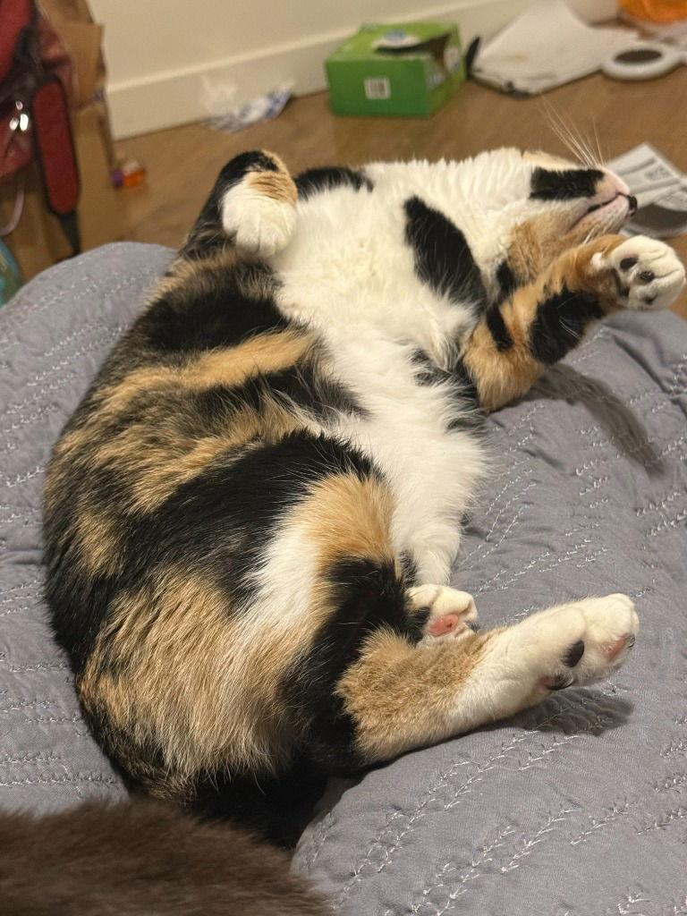 Astrid, a Adoptable Domestic Short Hair in Battle Ground, WA image 3/3