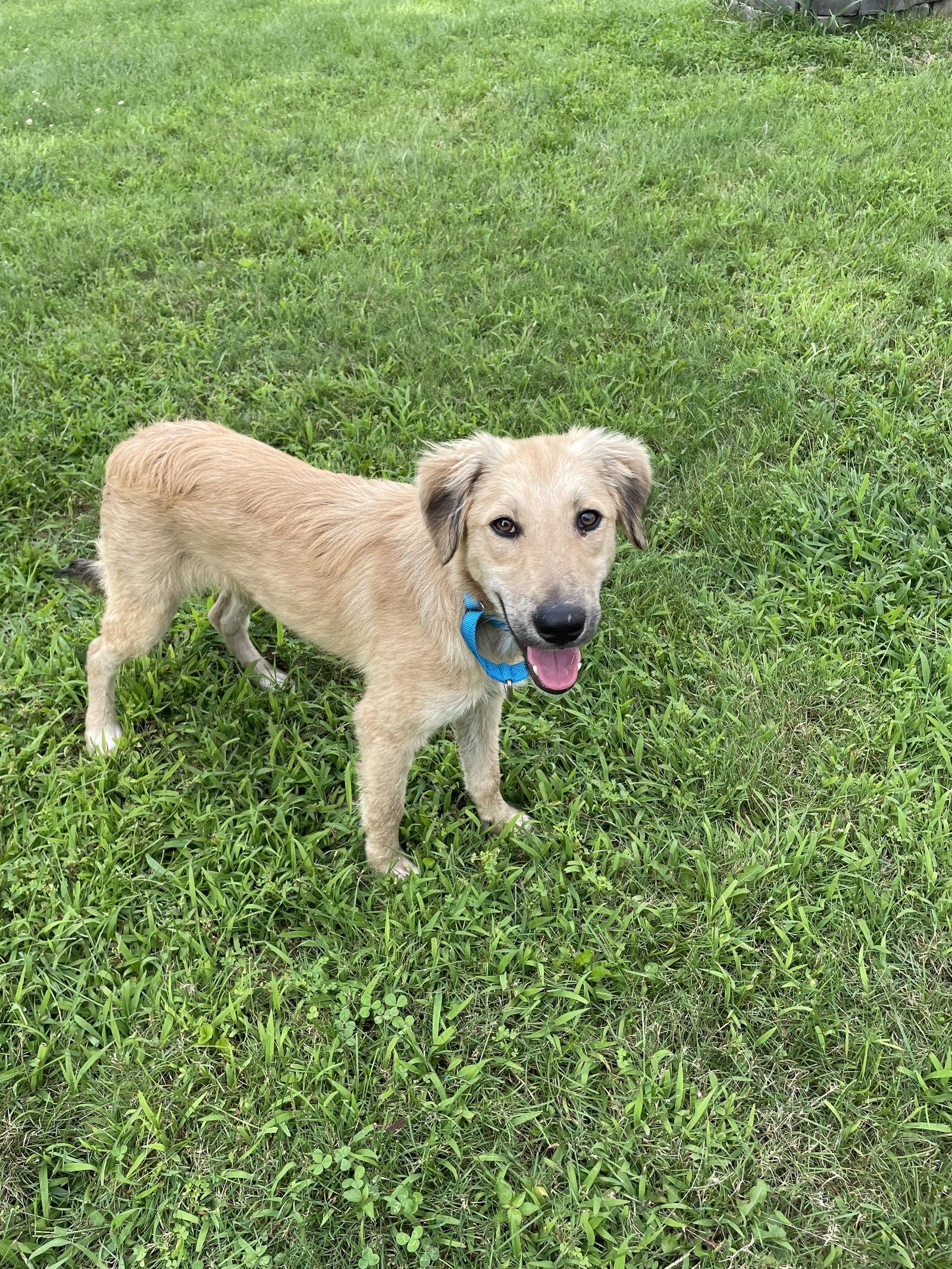 Enlarge Omega Albania, a Adoptable Retriever in Rockaway, NJ image 1/3