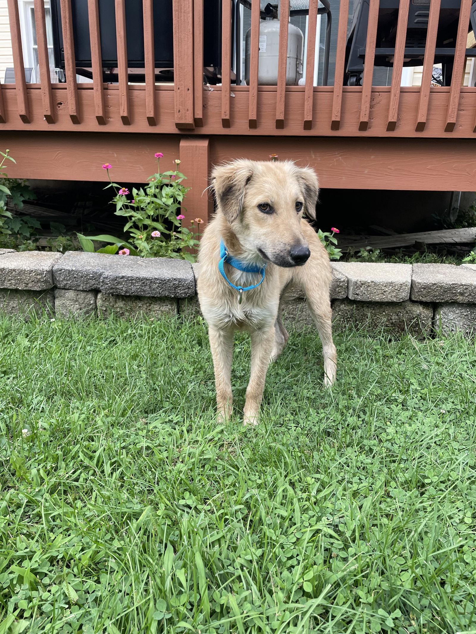 Enlarge Omega Albania, a Adoptable Retriever in Rockaway, NJ image 3/3