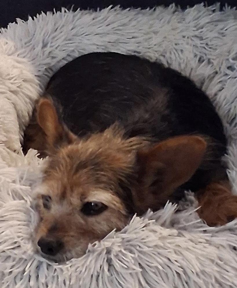 Volo, Adoptable, Senior Male Yorkshire Terrier.
