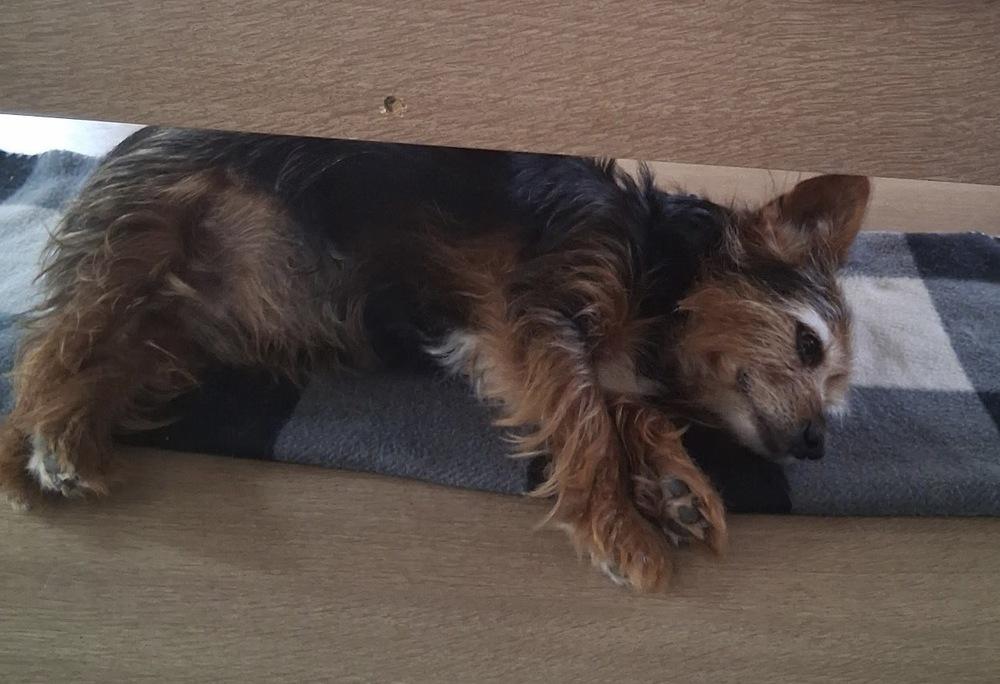 Volo, a Adoptable mixed breed in Jamestown, CA image 2/3