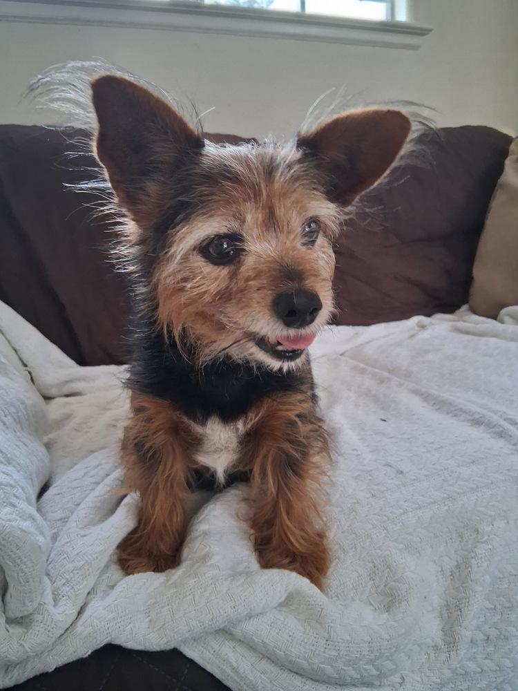 Volo, a Adoptable mixed breed in Jamestown, CA image 3/3