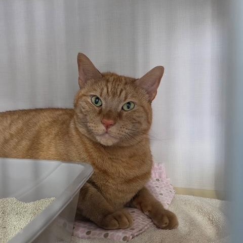 Enlarge Thomas, a ADOPTABLE Domestic Short Hair in Hutchinson, MN image 2/2