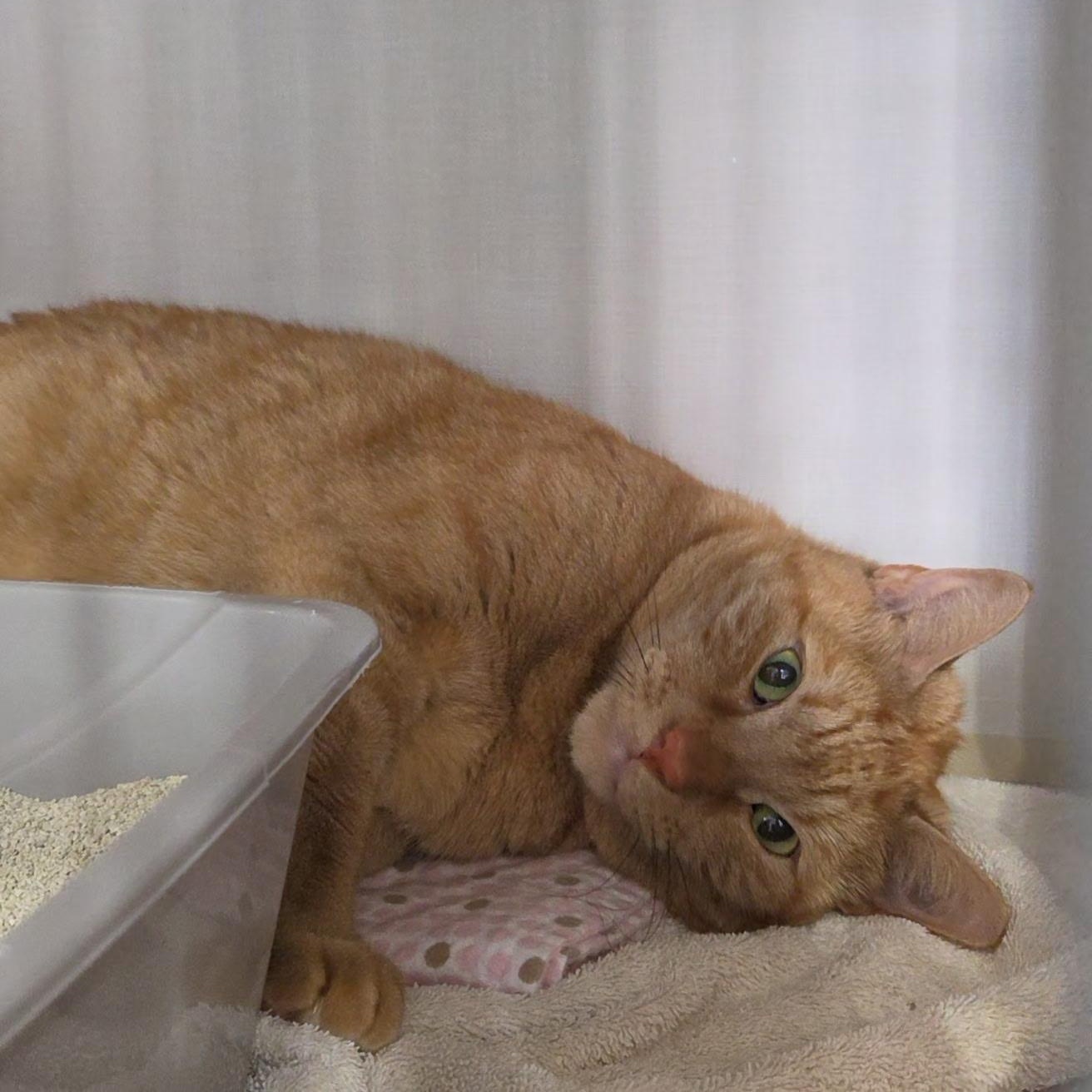 Enlarge Thomas, a ADOPTABLE Domestic Short Hair in Hutchinson, MN image 1/2