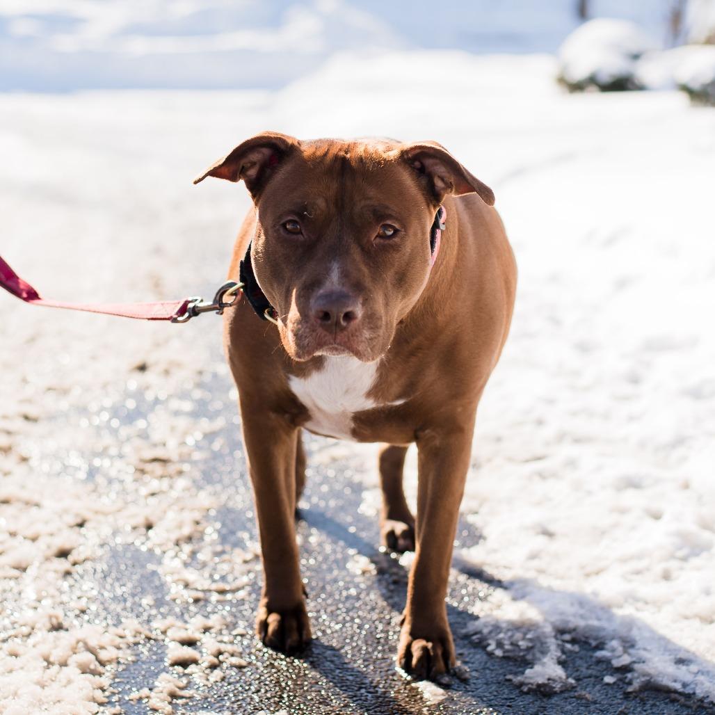 Enlarge Grace, a Adoptable Mixed Breed in Warwick, RI image 2/6
