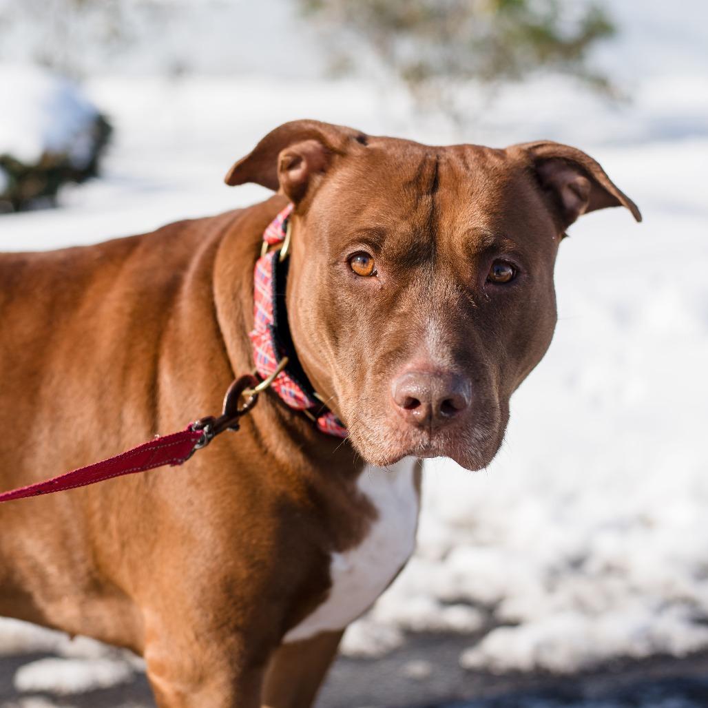 Enlarge Grace, a Adoptable Mixed Breed in Warwick, RI image 4/6