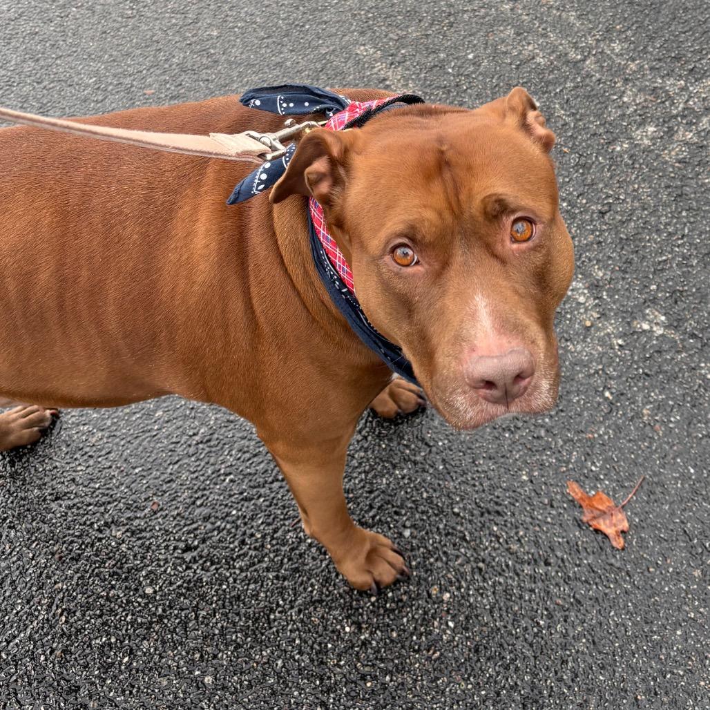 Enlarge Grace, a Adoptable Mixed Breed in Warwick, RI image 3/4