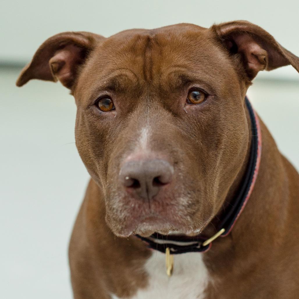 Enlarge Grace, a Adoptable Mixed Breed in Warwick, RI image 5/6