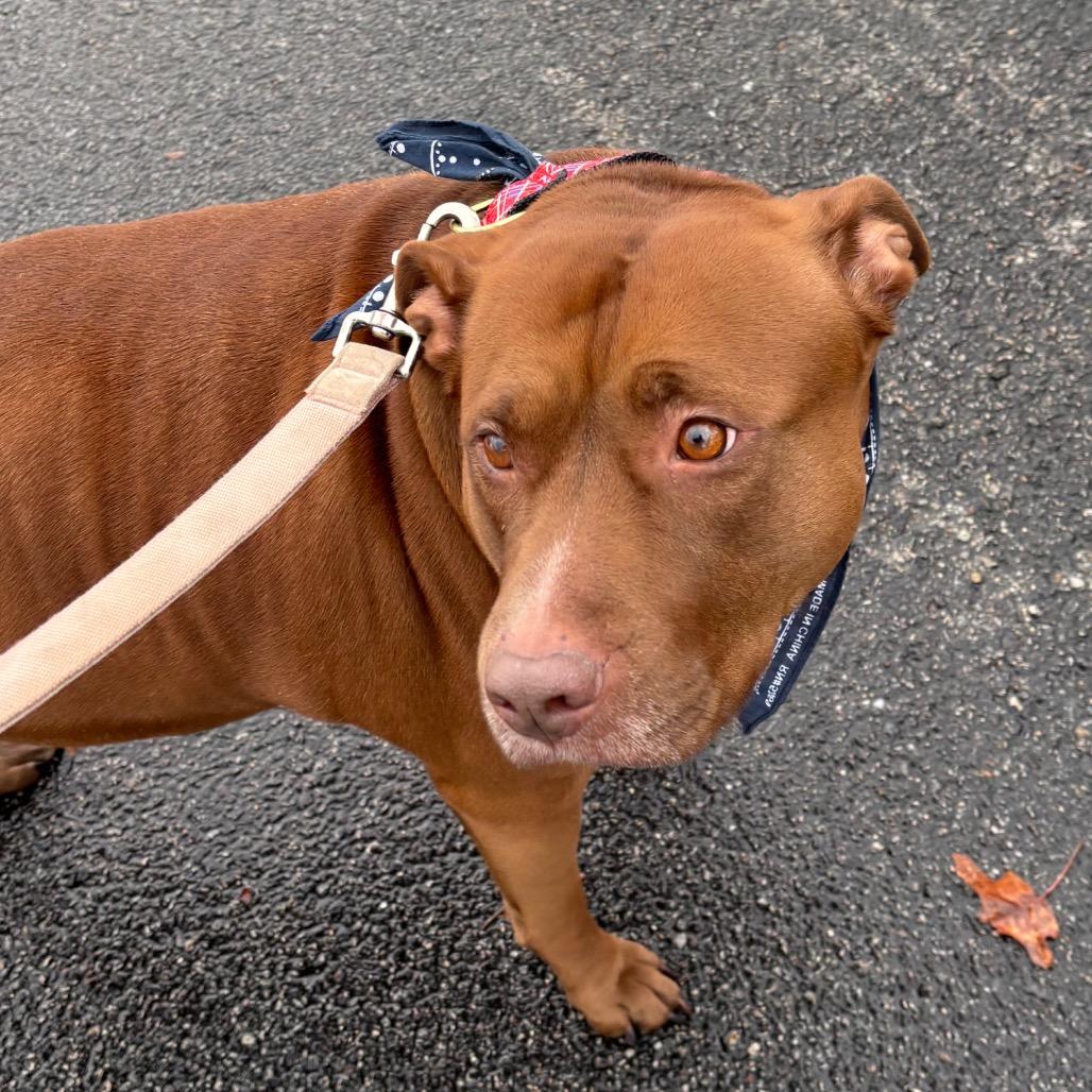 Enlarge Grace, a Adoptable Mixed Breed in Warwick, RI image 4/4