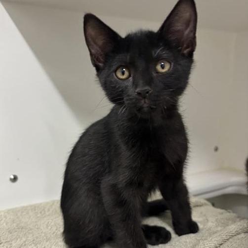 Enlarge Four Square, a Adoptable Domestic Short Hair in Phoenix, AZ image 1/1