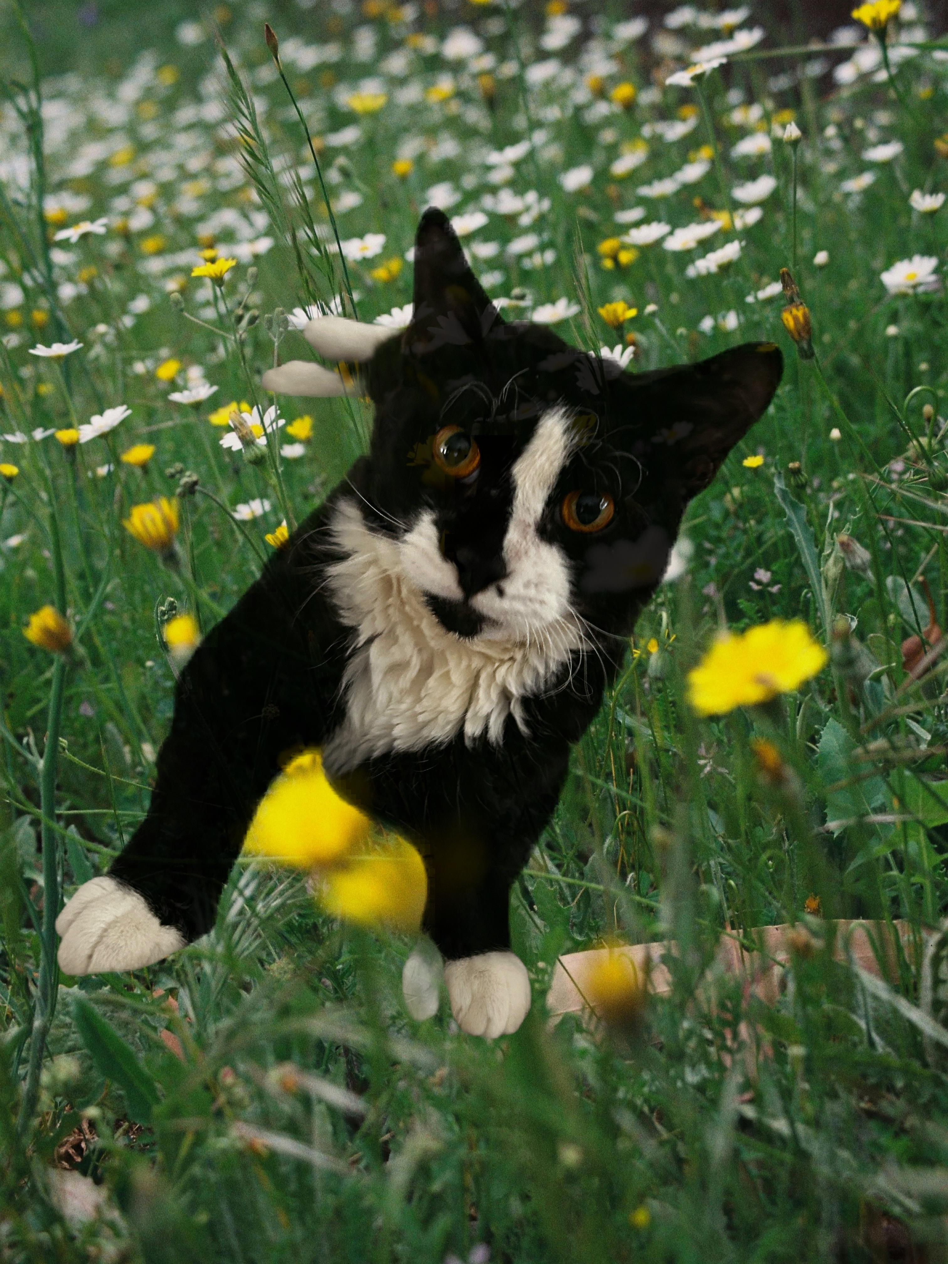 Simone, Adopted, Young Male Domestic Medium Hair.