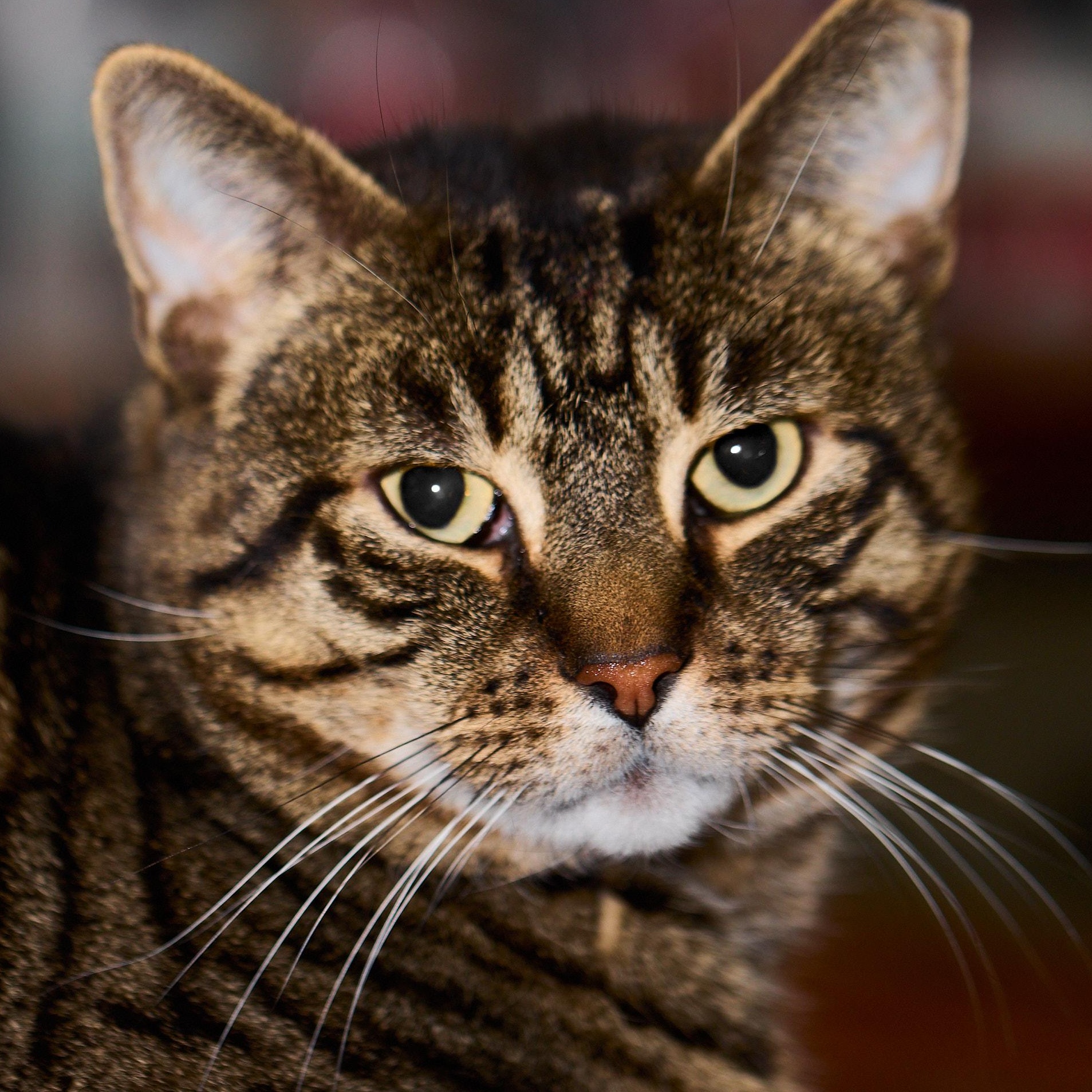 Enlarge Bronny, a Adoptable Domestic Short Hair in New York, NY image 1/5