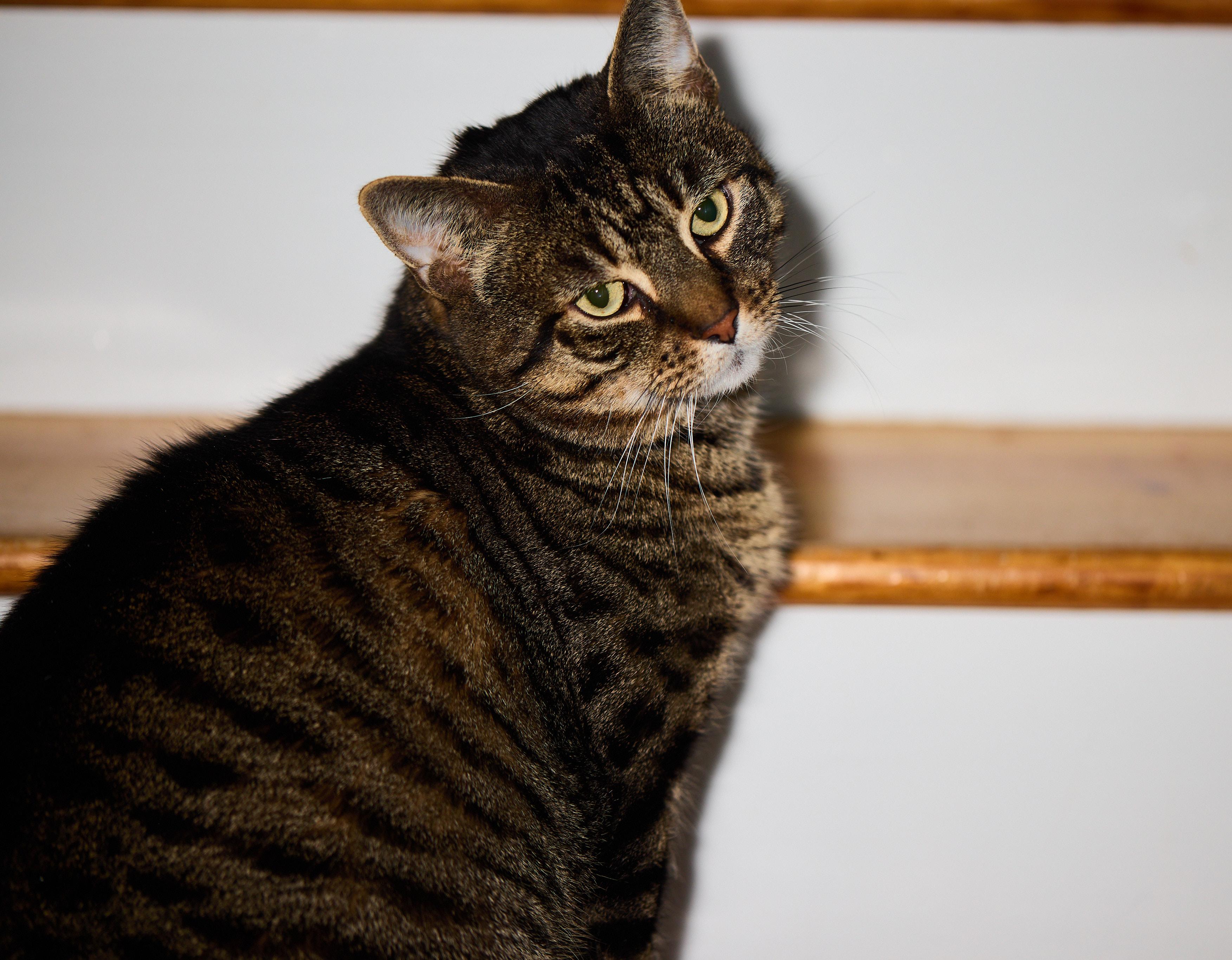 Bronny, a Adoptable Domestic Short Hair in New York, NY image 3/5