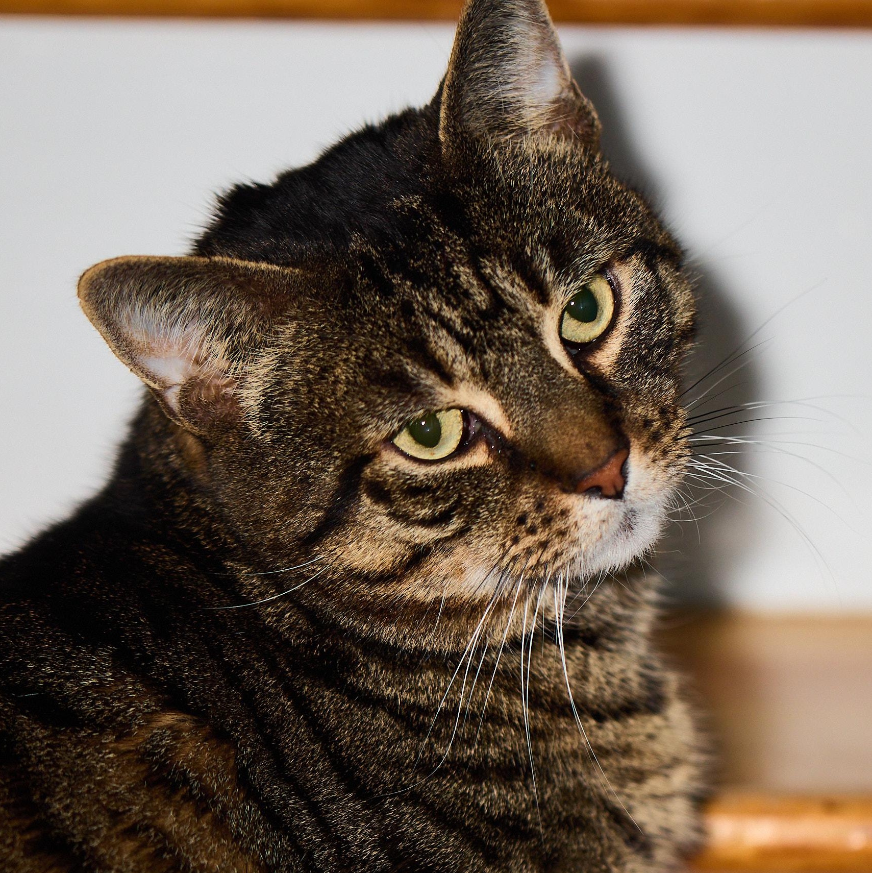 Enlarge Bronny, a Adoptable Domestic Short Hair in New York, NY image 3/5