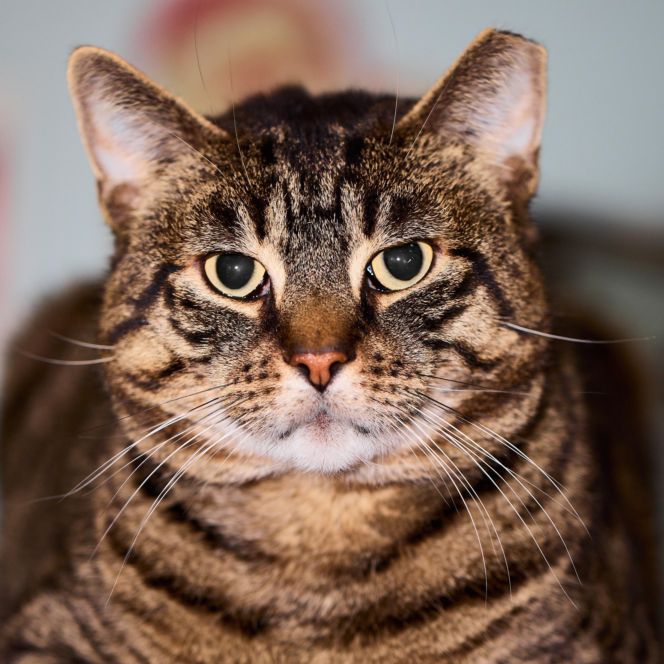 Enlarge Bronny, a Adoptable Domestic Short Hair in New York, NY image 2/5