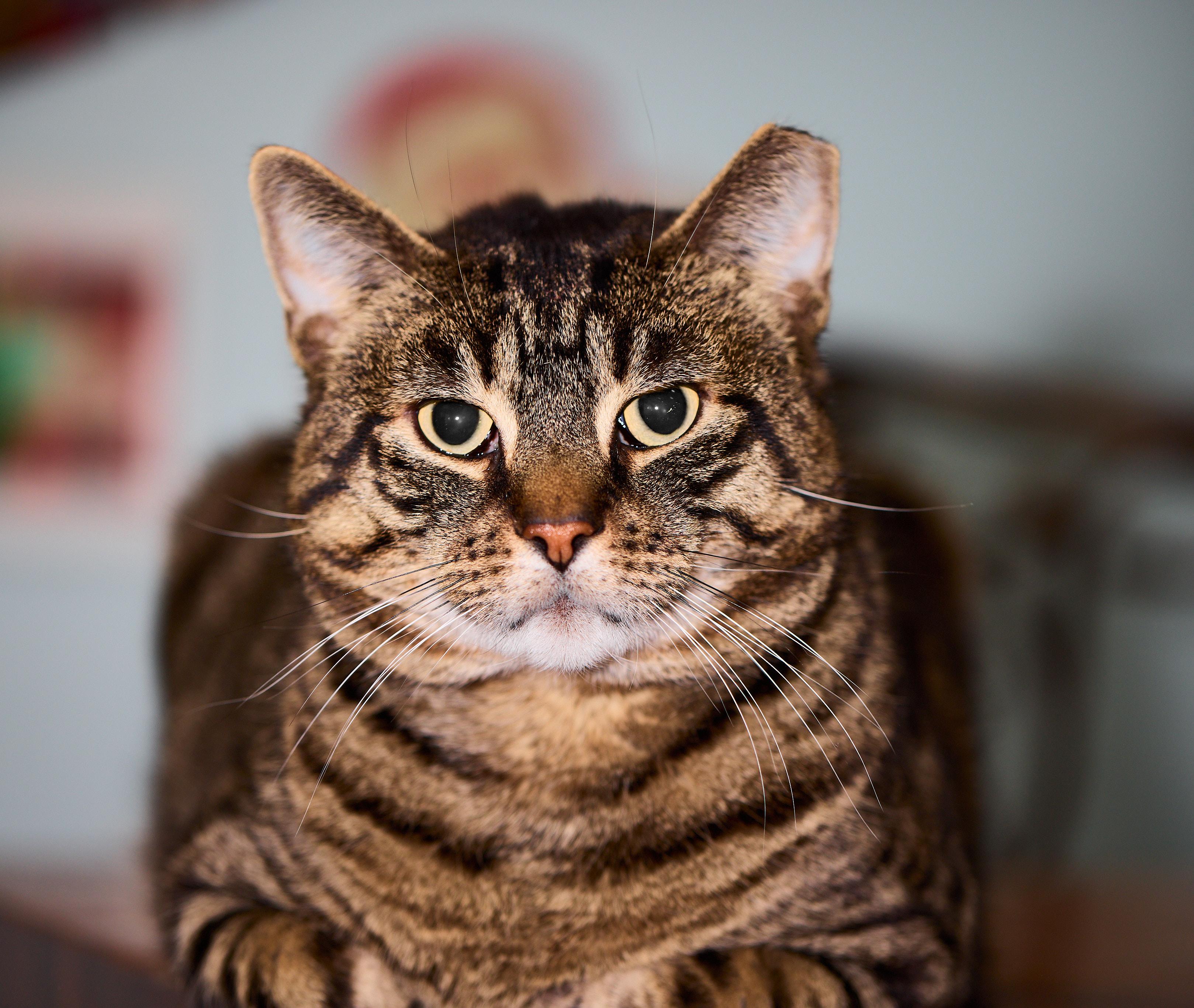 Bronny, a Adoptable Domestic Short Hair in New York, NY image 2/5